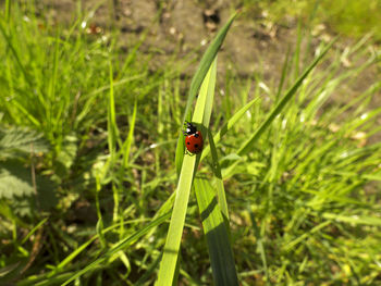 Close-up of ladybug on grass