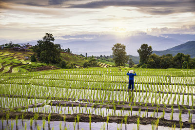 Rear view of farmer standing at paddy field against sky