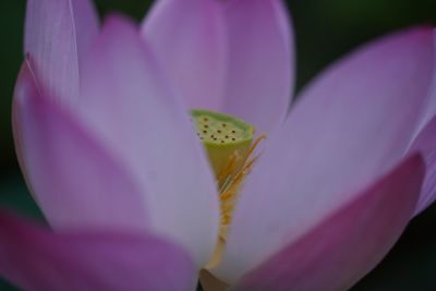 Close-up of purple lily