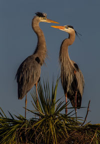 Birds perching on tree against sky