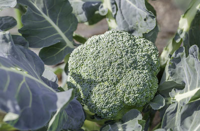 Close-up of broccoli growing in vegetable garden