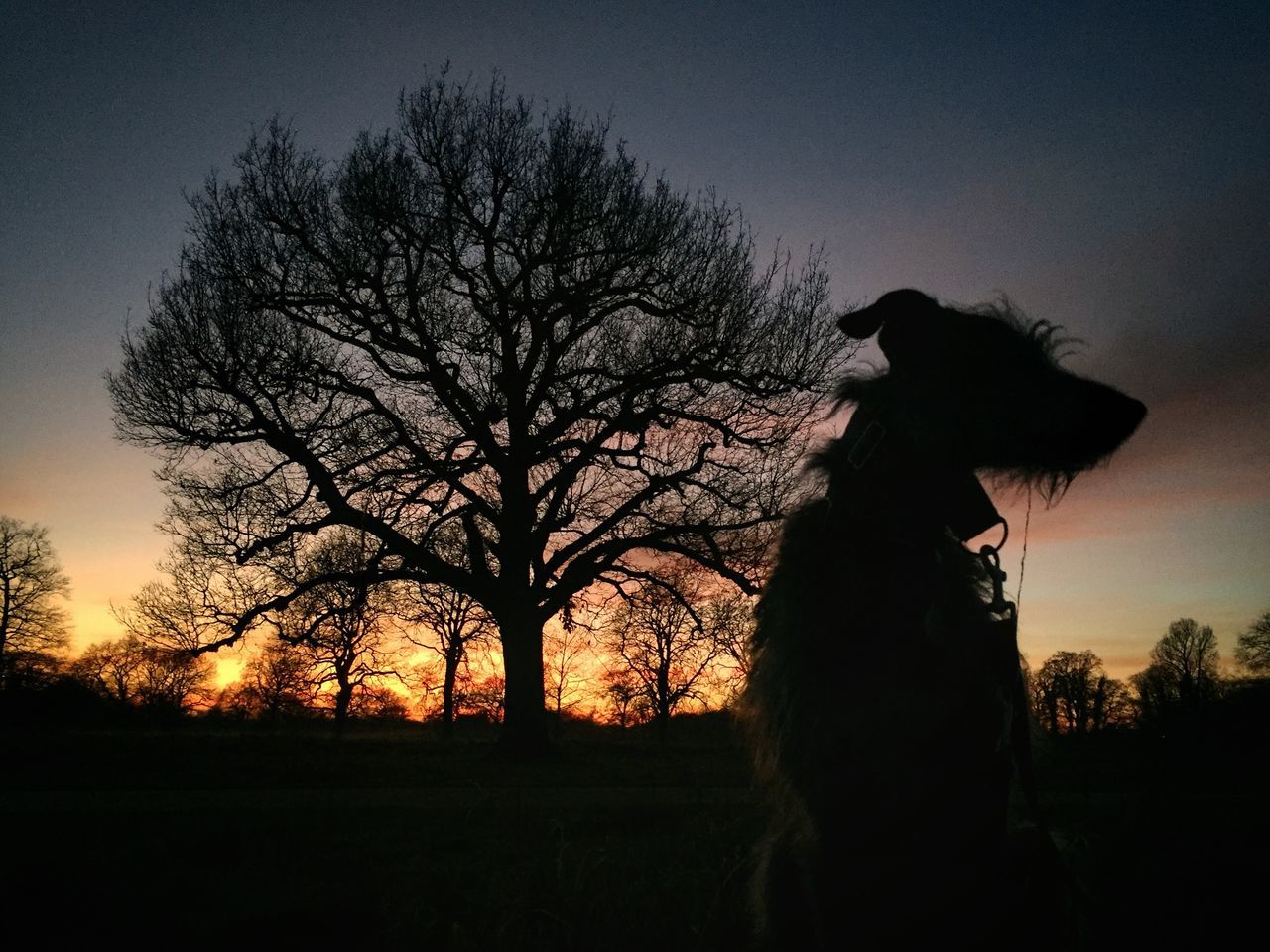 silhouette, bare tree, tree, sunset, sky, nature, animal themes, outdoors, branch, no people, beauty in nature, low angle view, domestic animals, mammal, bird, day