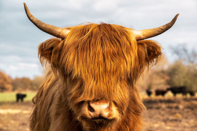 Close-up portrait of a horse