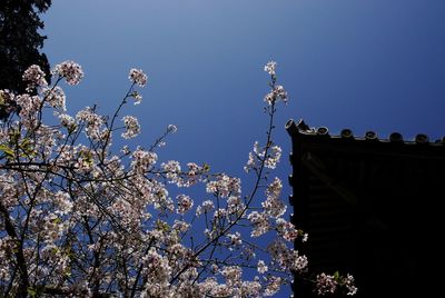 Low angle view of tree against blue sky