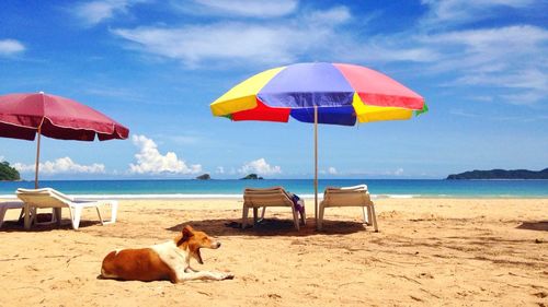 View of dog relaxing on beach
