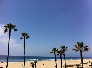 Palm trees on beach against clear blue sky