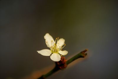 Close-up of white cherry blossoms in spring