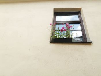 Low angle view of flowers on window