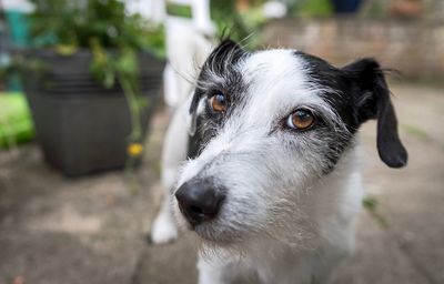 Close-up portrait of dog