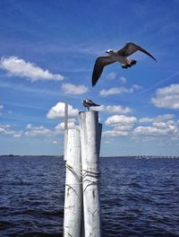 Birds flying over sea