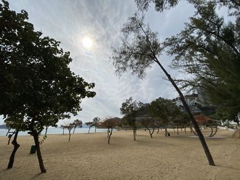 Trees on sand against sky on sunny day