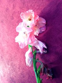 Close-up of pink flower