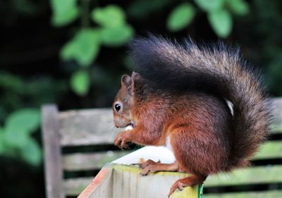 Close-up of squirrel