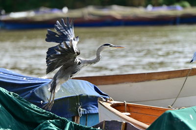 Rear view of a bird