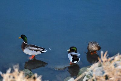 Birds swimming in lake