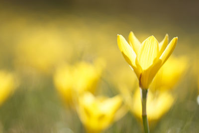 Close-up of yellow flowering plant