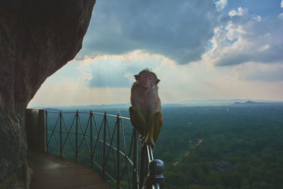 Scenic view of monkey and forest against sky