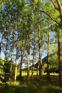 Low angle view of trees in forest against sky