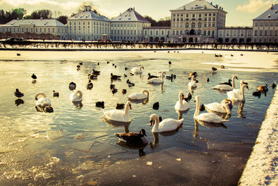 High angle view of swans swimming in lake