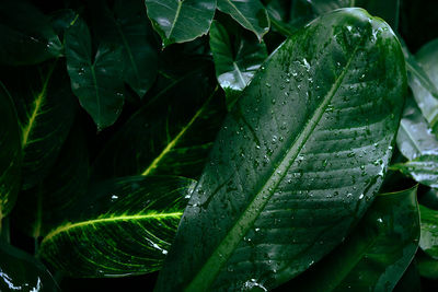 Close-up of wet plant leaves during rainy season