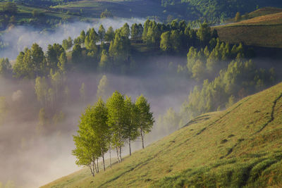 Scenic view of trees on field against sky