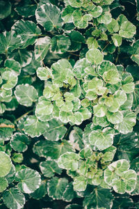 Full frame shot of leaves