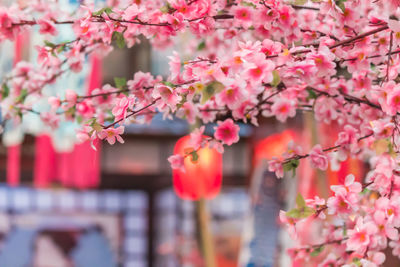 Close-up of pink cherry blossom tree