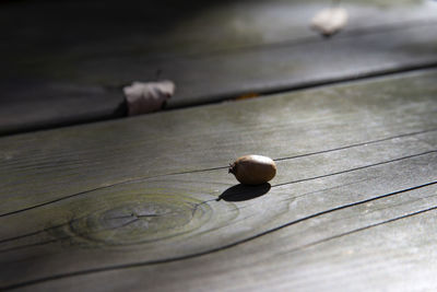 High angle view of nut on wooden bench 