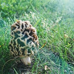 Close-up of pine cone on field