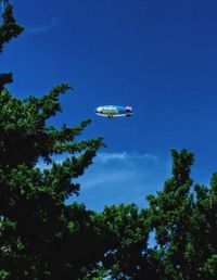 Low angle view of trees against blue sky