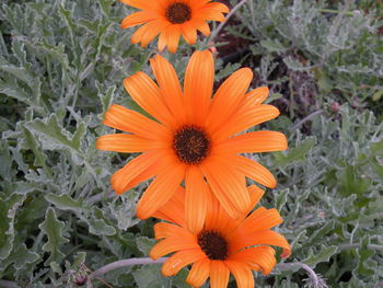 High angle view of orange flower blooming outdoors