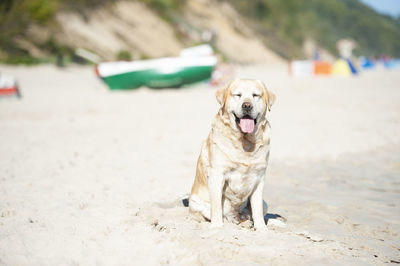 Dog sitting on sand at beach