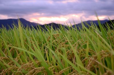 Close-up of grassy field against cloudy sky during sunset