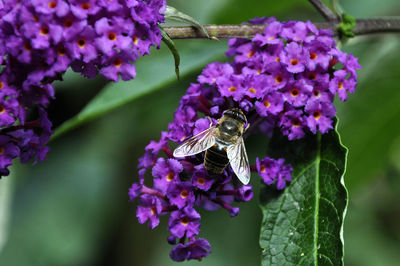 Close-up of bee pollinating on lavender