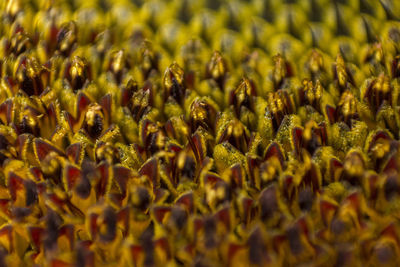 Full frame shot of sunflowers