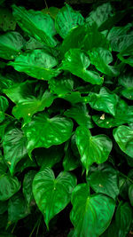 Full frame shot of green leaves