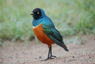 Close-up of a bird perching on a field