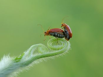 Close-up of insect on leaf