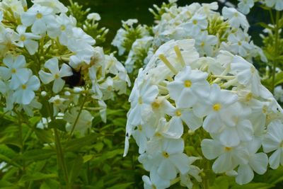 Close-up of white flowers