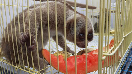 Close-up of cat in cage