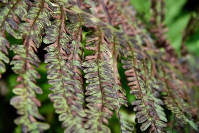 Close-up of pine tree