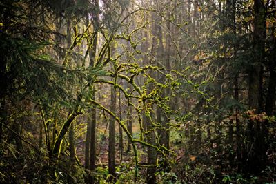 Trees in forest