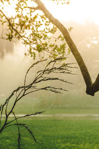 Close-up of tree on field against sky