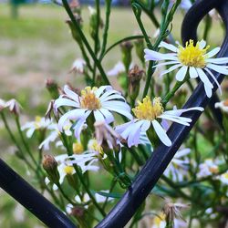 Close-up of white flowers blooming outdoors