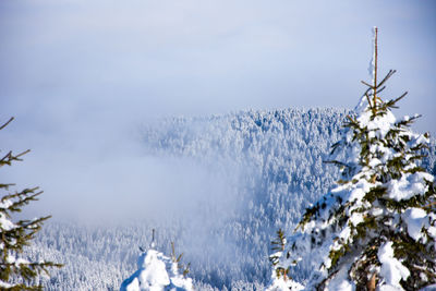 Close-up of snow covered plants against sky