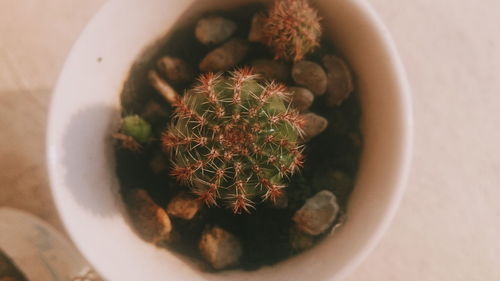 High angle view of potted cactus