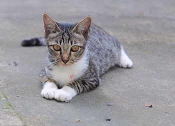 Portrait of cat relaxing on footpath