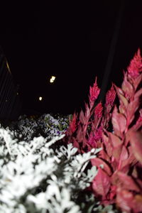 Close-up of illuminated autumn trees at night