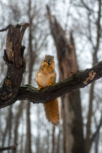 Low angle view of squirrel on tree