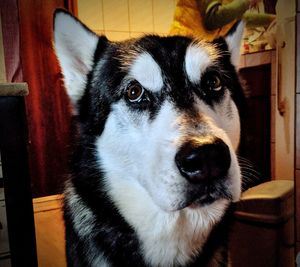 Close-up portrait of dog at home